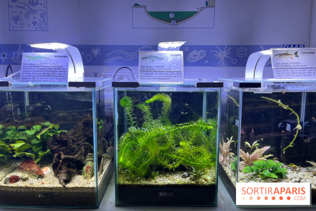 La Maison de la Pêche et de la Nature - image00016