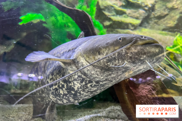 La Maison de la Pêche et de la Nature - image00019