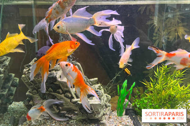 La Maison de la Pêche et de la Nature - image00003