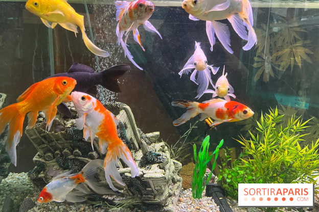 La Maison de la Pêche et de la Nature - image00004