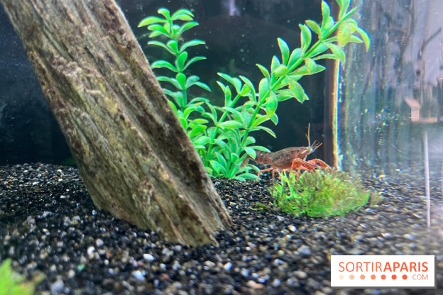 La Maison de la Pêche et de la Nature - image00005