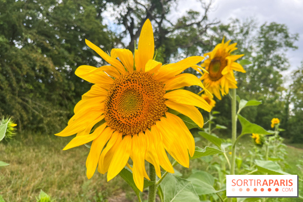 Le long de l'Oise, entre Auvers-sur-Oise et l'Isle-Adam - image00065