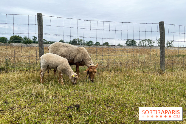 La ferme de Saint-Cyr l'Ecole - image00043