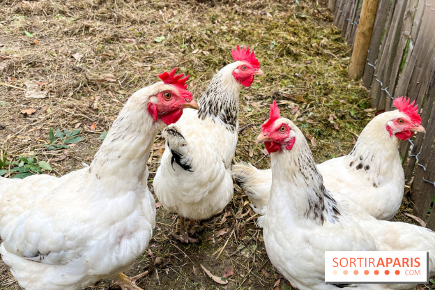 Les Rives de Paris, l'unique camping du 93 à Neuilly-sur-Marne - image00064