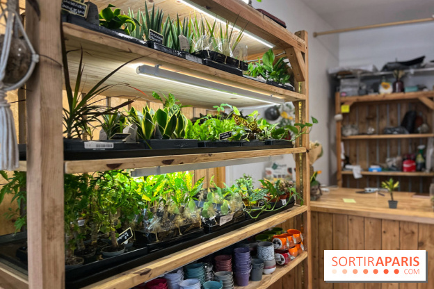 Boby la Plante - IMG 4338