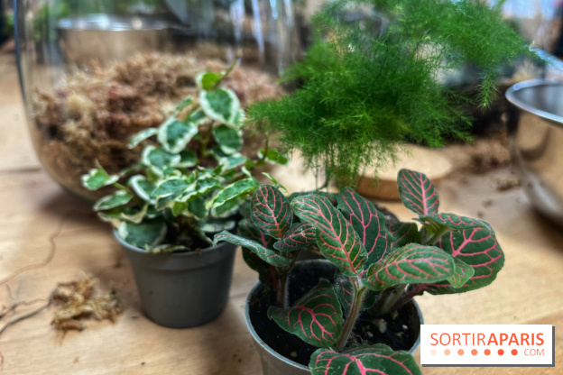 Boby la Plante