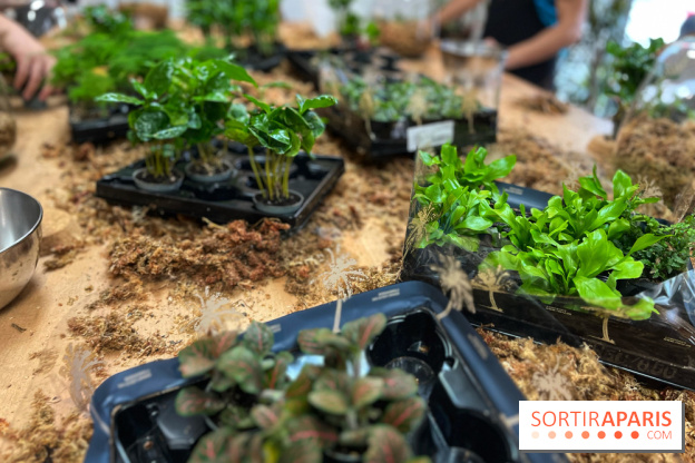 Boby la Plante - IMG 4343