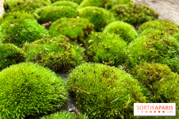 Boby la Plante - IMG 4345