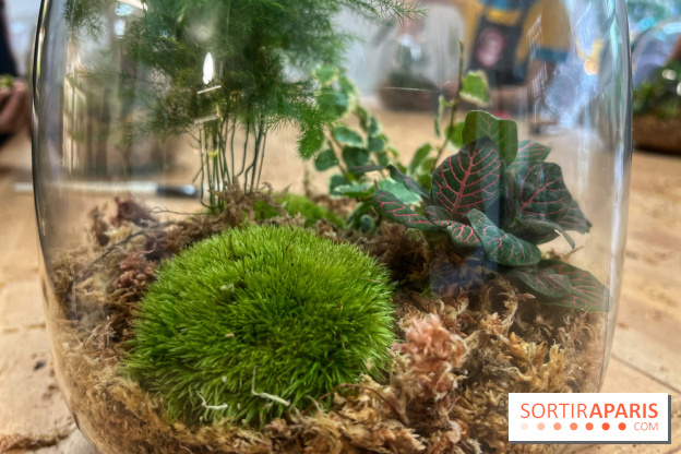 Boby la Plante - IMG 4346