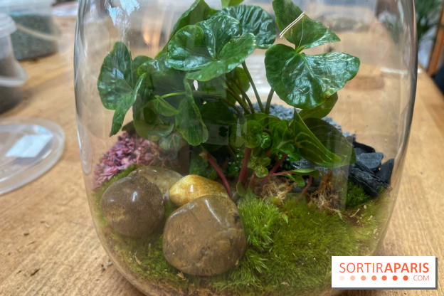 Boby la Plante - IMG 4351