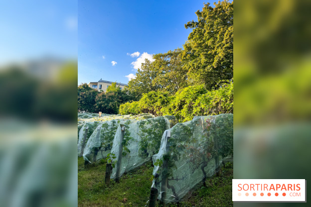 Vignes de Belleville - image00004