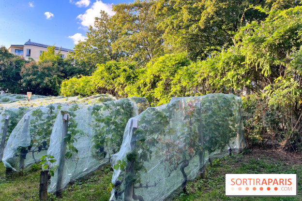 Vignes de Belleville - image00005