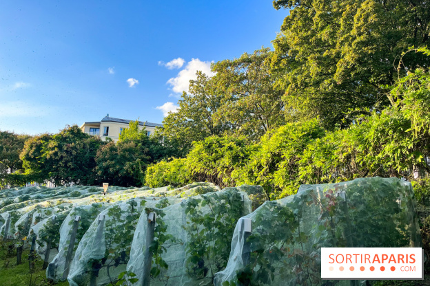 Vignes de Belleville - image00006