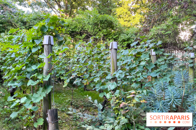 Vignes de Belleville - image00007