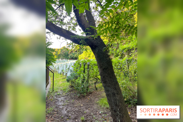 Vignes de Belleville - image00008