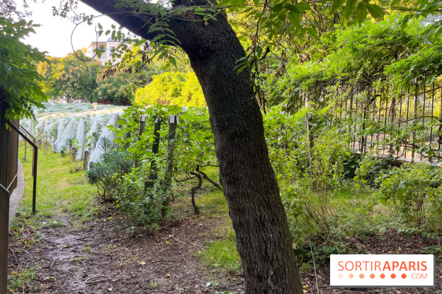 Vignes de Belleville - image00009