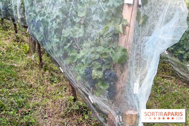 Vignes de Belleville - image00001