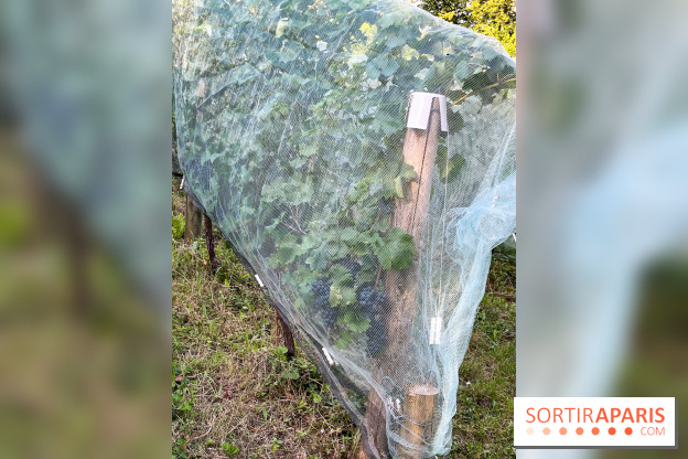 Vignes de Belleville - image00002