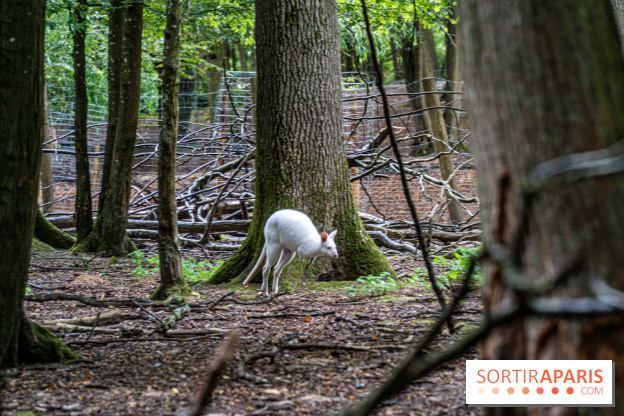 Le village de Janvry en Haute Vallée de Chevreuse  -  A7C0015