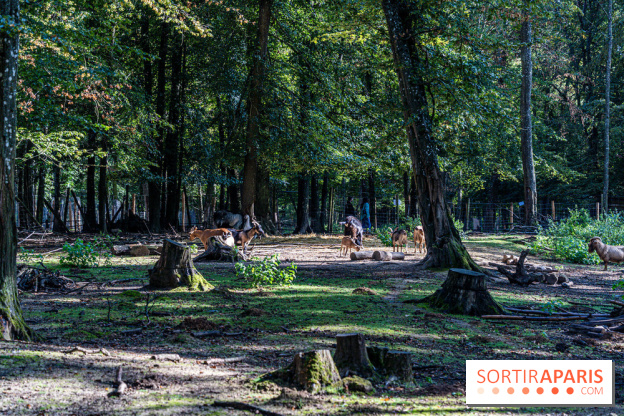 Le village de Janvry en Haute Vallée de Chevreuse  -  A7C0063