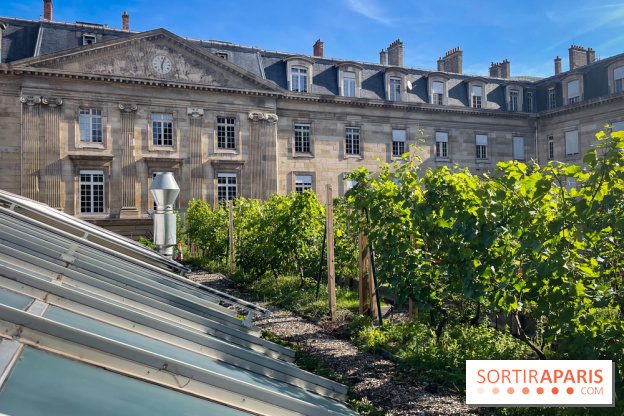 Vignoble Hôtel de Ville