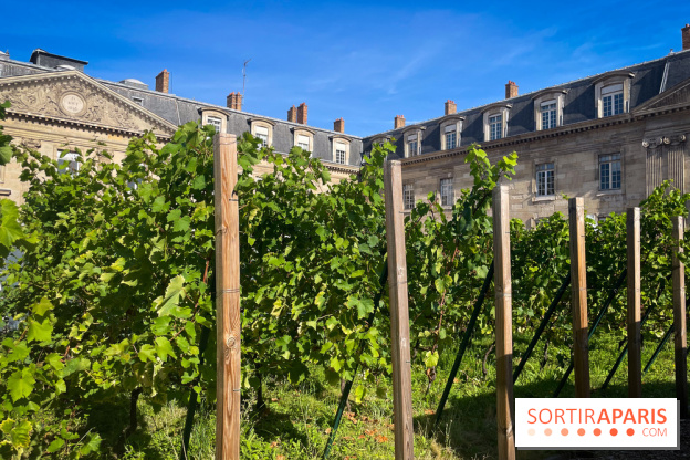 Vignoble Hôtel de Ville - IMG 9237