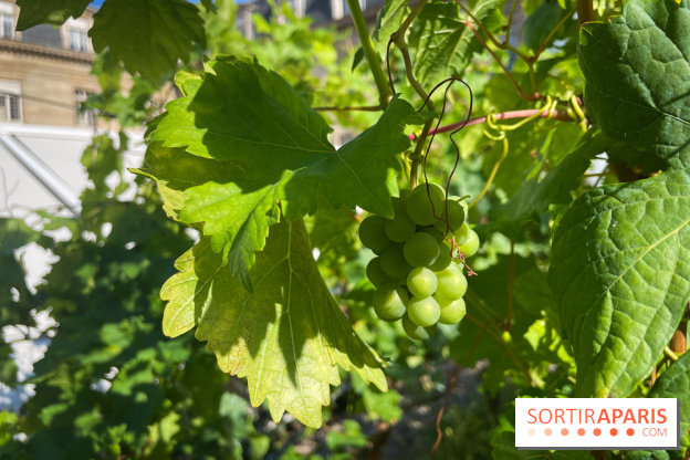 Vignoble Hôtel de Ville - IMG 9252