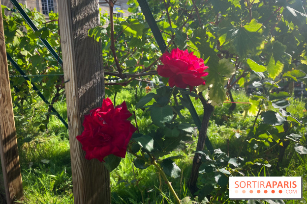Vignoble Hôtel de Ville - IMG 9255