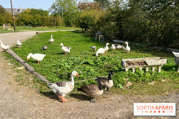 La Ferme des 4 Etoiles à Auffargis - image00032