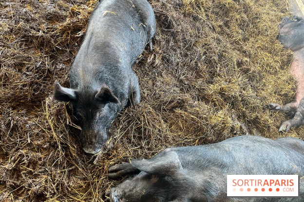 La Ferme des 4 Etoiles à Auffargis - image00025