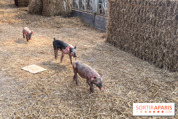 La Ferme des 4 Etoiles à Auffargis - image00016