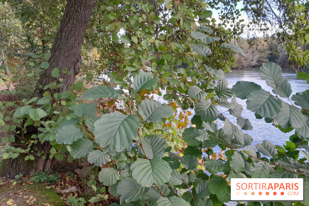 Les bords de Marne