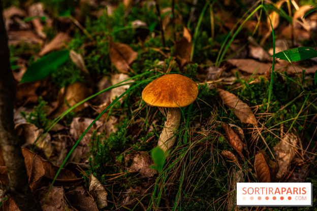 Le sentier des Maréchaux à Senlisse - Vallée de Chevreuse -  champignons