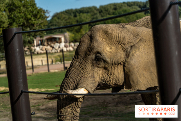 Les lodges de Thoiry - dormir à Thoiry en Terres d'Afrique - Photos -  A7C3226