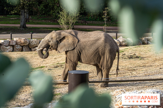 Les lodges de Thoiry - dormir à Thoiry en Terres d'Afrique - Photos -  A7C3299