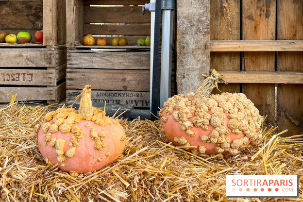 Automne au Potager du Roi - Citrouilles - Halloween