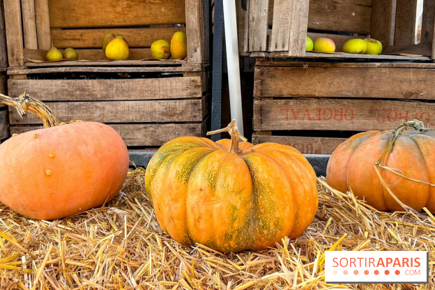 Automne au Potager du Roi - Citrouilles - Halloween - image00012