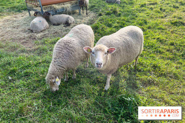 La ferme pédagogique du parc des Chanteraines - image00043