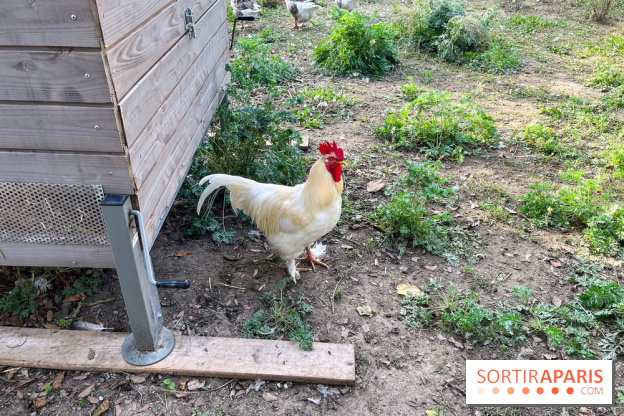 La ferme pédagogique du parc des Chanteraines - image00033