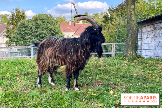 La ferme pédagogique du parc des Chanteraines - image00022