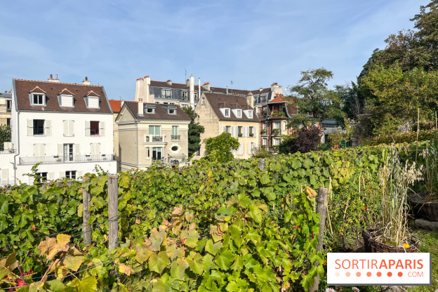 Vignes Montmartre - image00037
