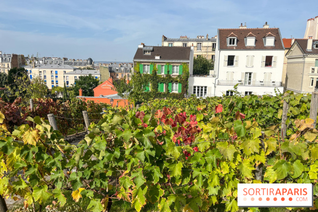 Vignes Montmartre