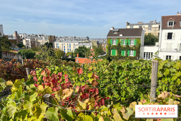 Vignes Montmartre