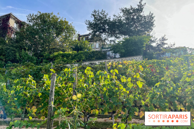 Vignes Montmartre