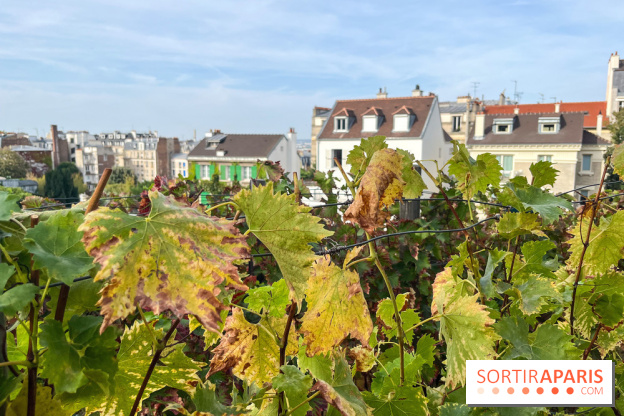 Vignes Montmartre