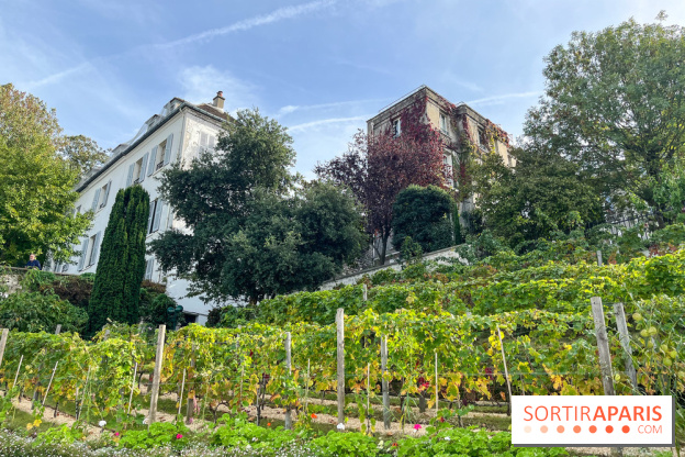 Vignes Montmartre