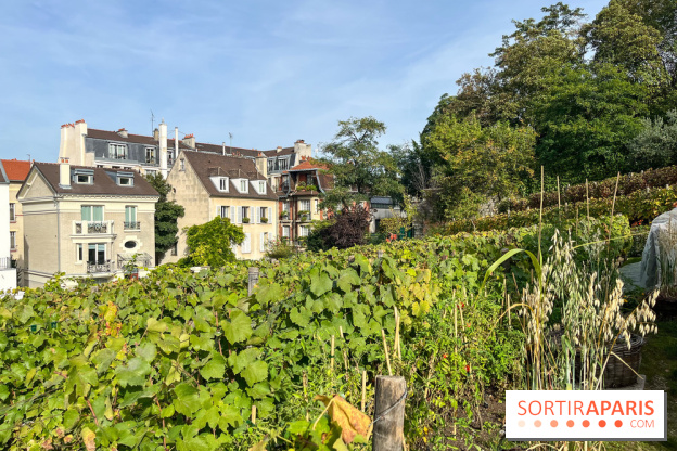 Vignes Montmartre - image00033