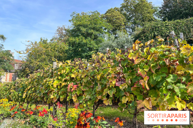 Vignes Montmartre - image00029