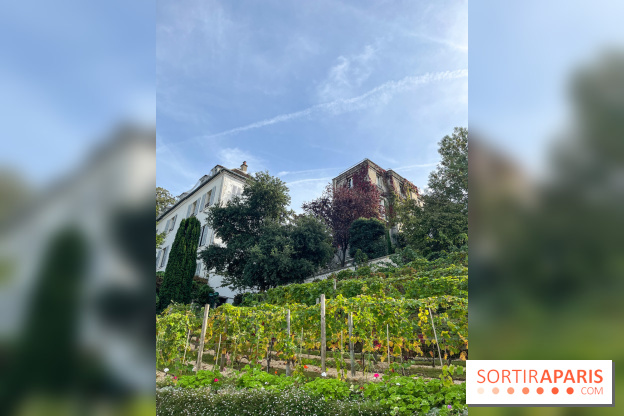 Vignes Montmartre