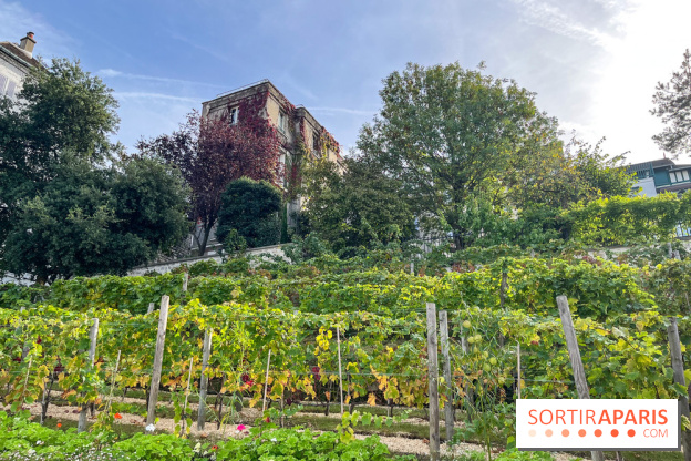 Vignes Montmartre - image00031